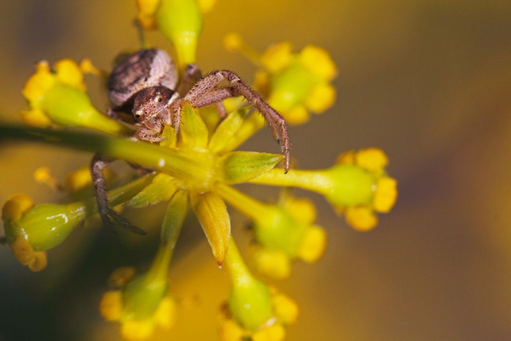 Carrhotus xanthogramma; Xysticus sp.
